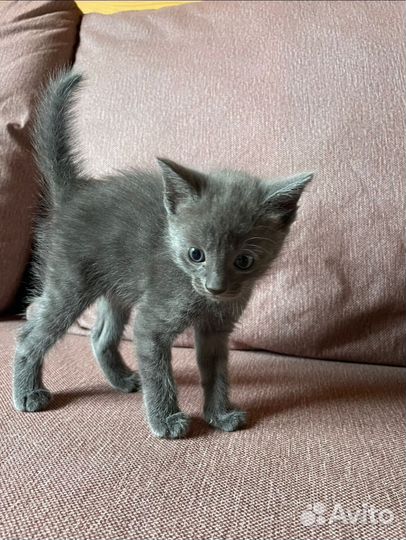 Котята Корниш Рекса