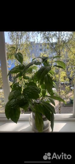 Цветок Клеродендрум Томпсона 3,5 года растению