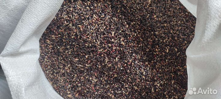 Семена суданки