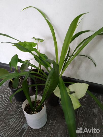 Набор из комнатных растений