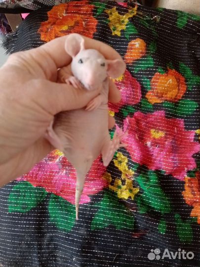 Крыса дамбо сиамская Сфинксы