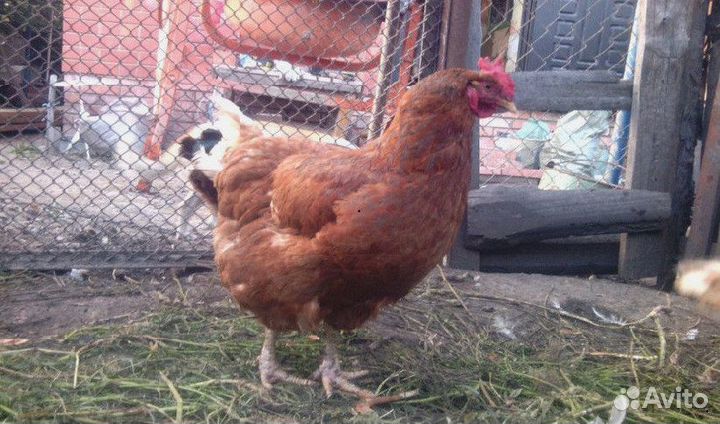 Куры несушки