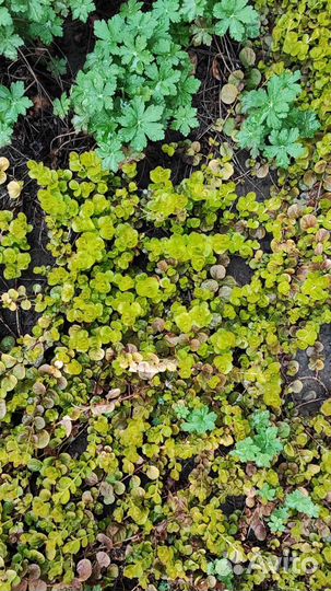 Почвопокровные растения