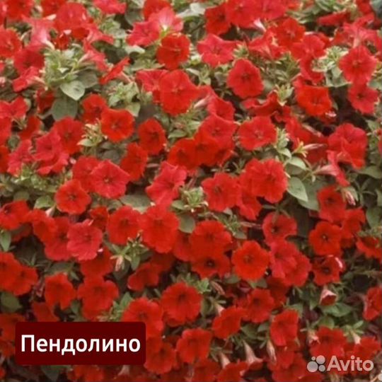 Черенки семенной петунии в ассортименте