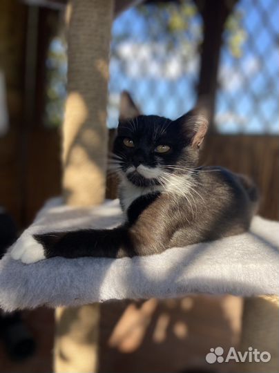 Черный котенок девочка 2 месяца