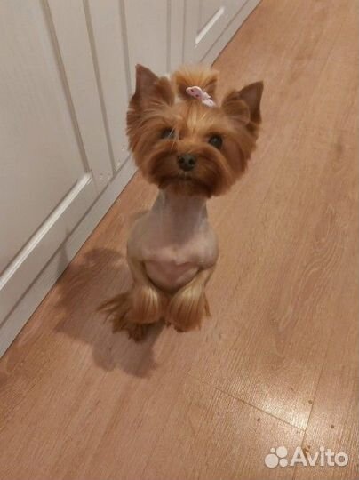 Йоркширский терьер щенки