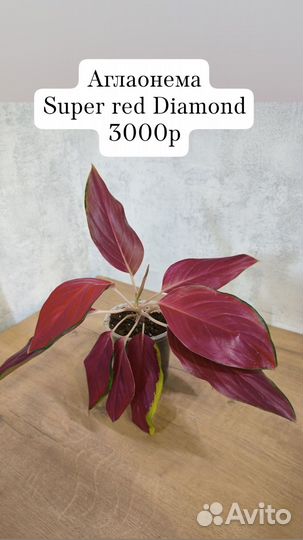 Аглаонемы Тай