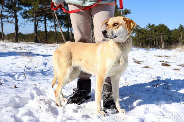 Арти в добрые руки