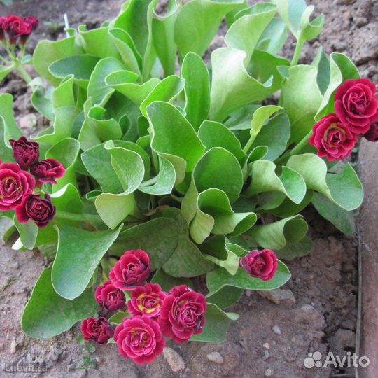 Саженцы Примула ушковая махровая в горшке доставка