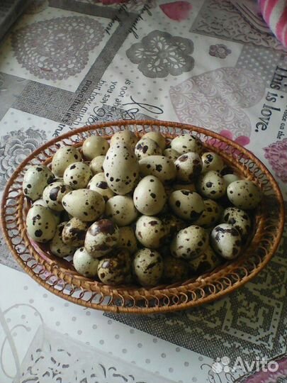 Инкубационные яйца перепела