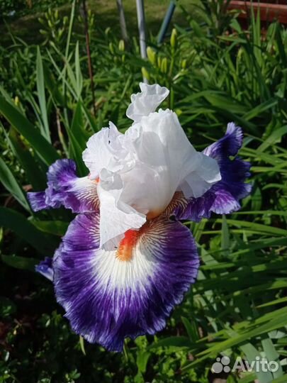 Ирисы бородатые