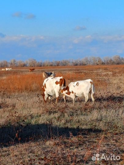 Бычки на откорм сименталы