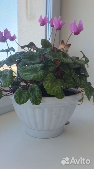 Цикломен европейский, бабушкин