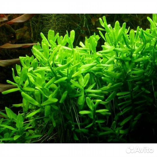 Аквариумное растение хедиотис зальцмана