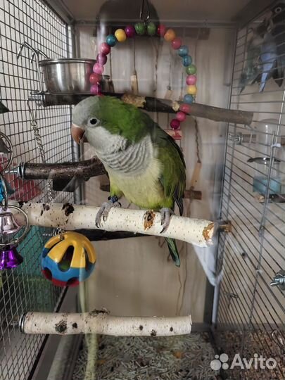 Витрина для шиншилл бу и для попугаев