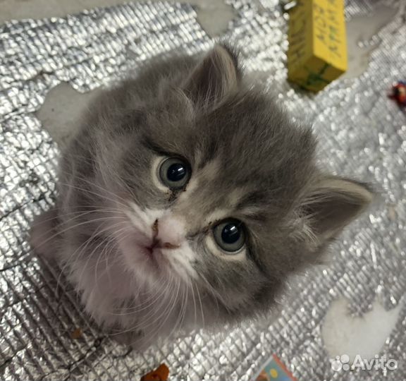 Кошка