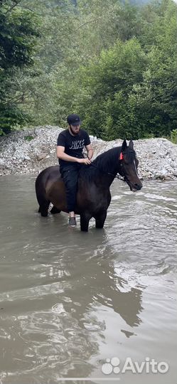 Лошадь Жеребец