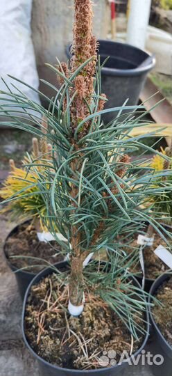 Ели, сосны, лиственницы,туи, можжевельники и т.д