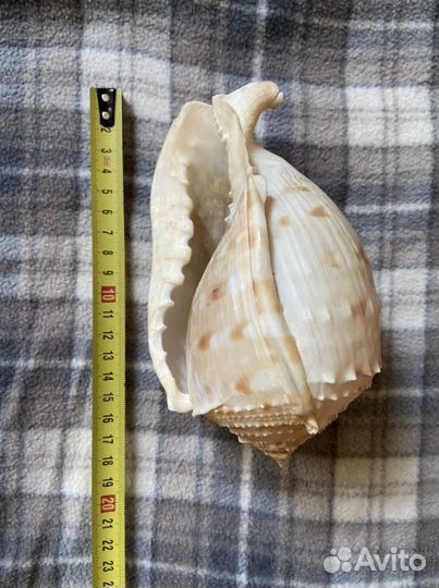 Ракушка 15-20см