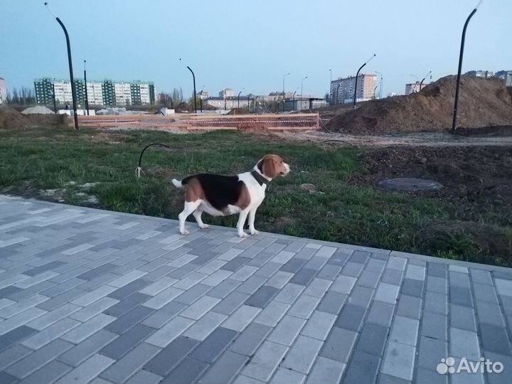 Щенки бигль