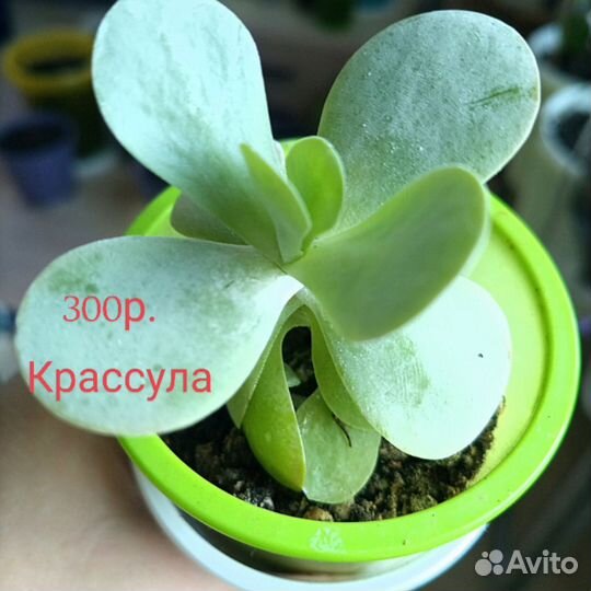 Крестовник Роули, Сциндапсус, Хоббит и другие