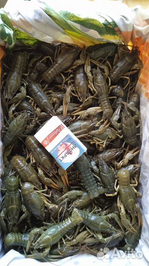 Живые и варёные раки Сотрудничество с рыбаками