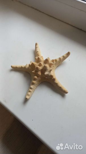 Морская звезда для декора