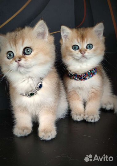 Драгоценные окрасы