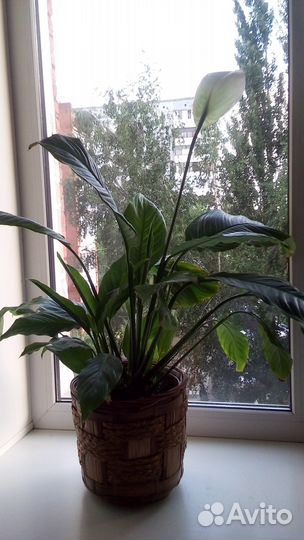 Спатифиллум