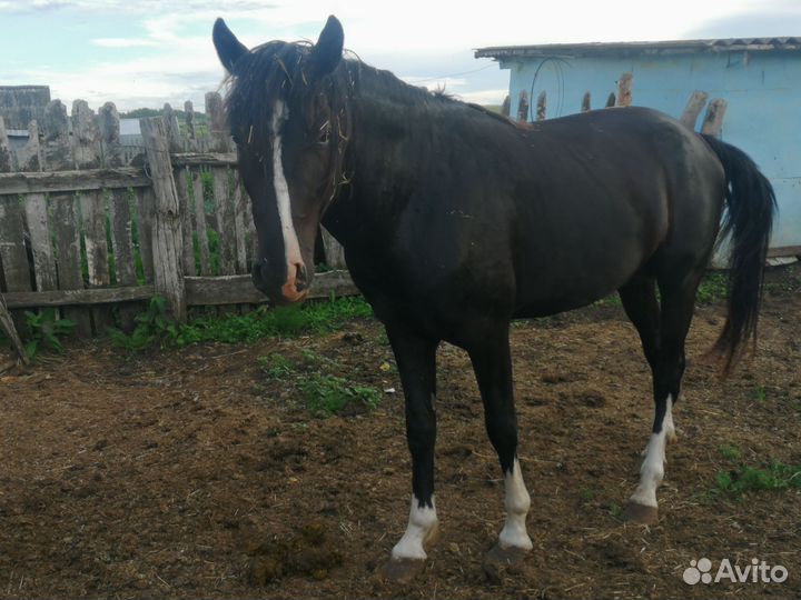Лошадь трех годовалый