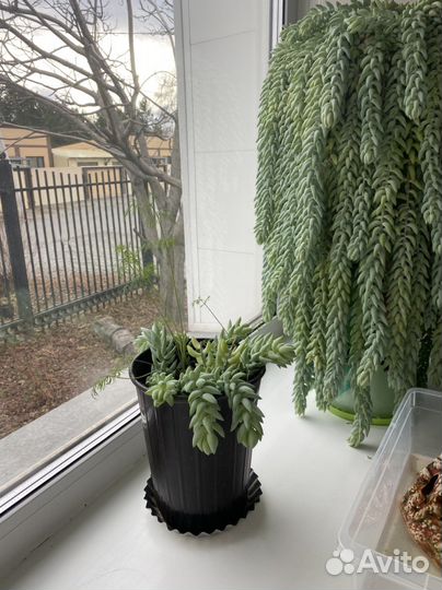 Очиток Моргана