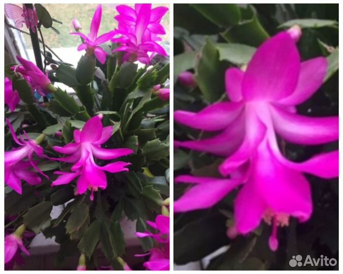 Декабристы сортовые