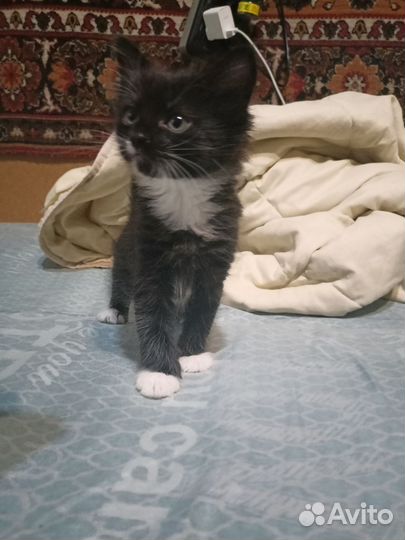 Котята