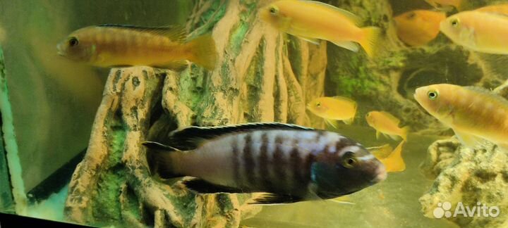 Аквариумные рыбки