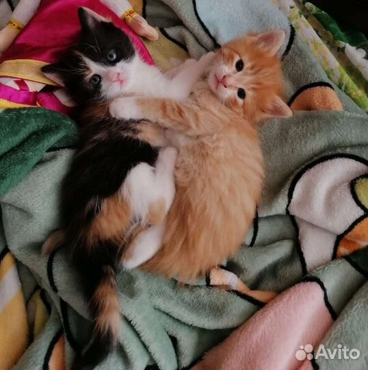 Котята в добрые руки