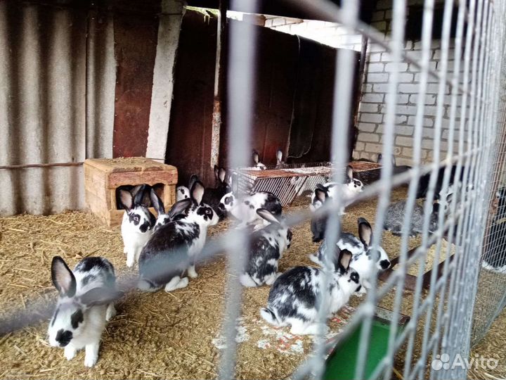 Кролики на развод