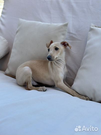 Левретка мальчик 2 мес