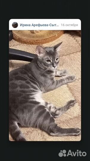 Бенгальские леопардовые коты