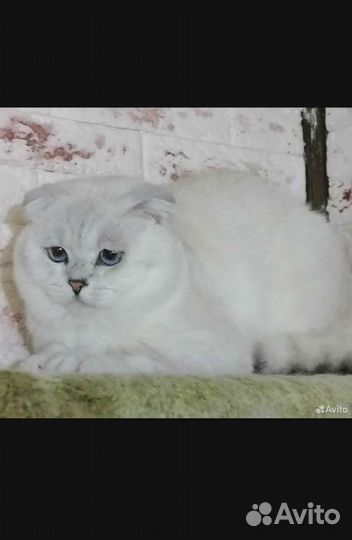 Шотландский вязка