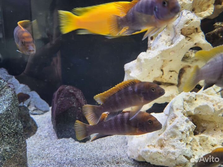 Кимпума Ред