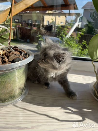Кошечка в добрые руки