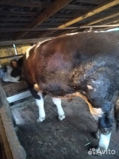 Продажа бычков