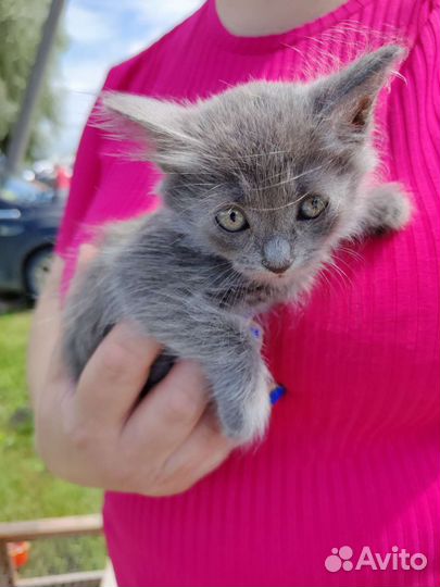 Котенок мальчик