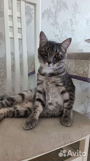 Котик в добрые руки