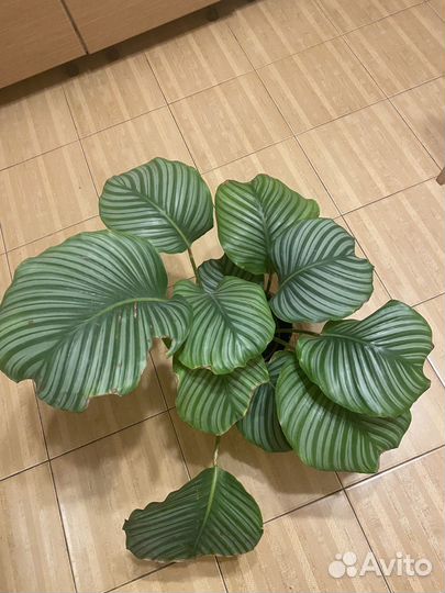 Калатея Орбифолия