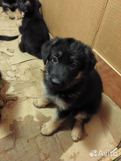 Готовятся к продаже щенки немецкой овчарки