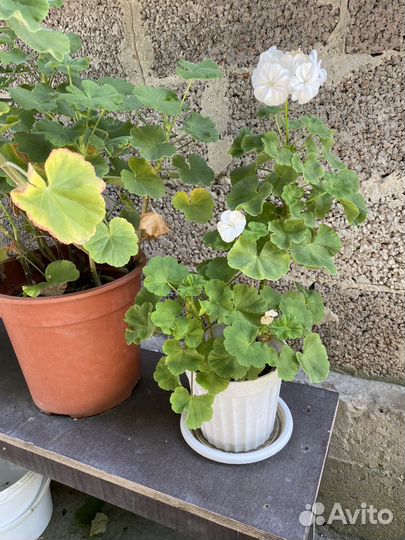 Герань пеларгония