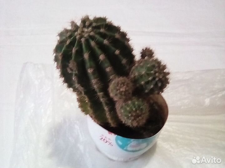 Кактусы два вида