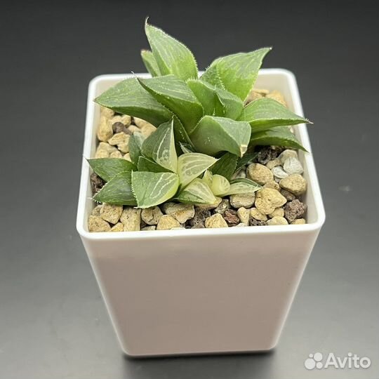 Вариегатные хавортии