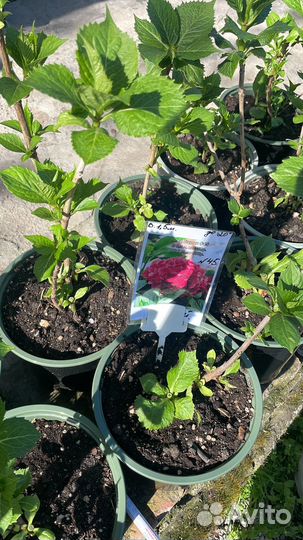 Растения для сада